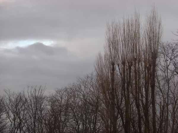 Arbre - Arriere plan nuageux - Outreau - Vegetation